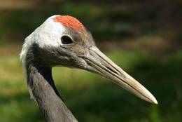 Red-crowned Crane (Grus japonsis)