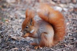 In winter the Red Squirrel shows its screamingly long ear-tufts
