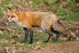The Red Fox is watching attentively
