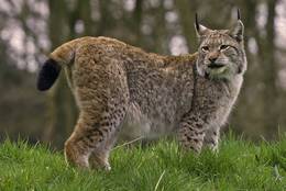 An Eurasian Lynx has an exceptional build.