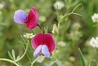Pea (Pisum sativum)