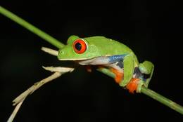 The Red-eyed Treefrog is perfectly adapted for climbing in trees.