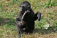Celebes Crested Macaque (Macaca nigra)