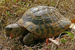 Grecian Tortoise (Testudo hermanni boettgeri)
