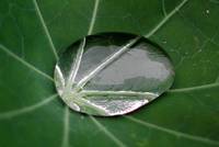 The interaction of drop and leaf is only visible in the close-up