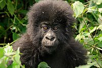 Young Mountain Gorilla living in the Virunga Volcanic Mountains in Ruanda.