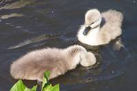 2 Young Mute Swans explore the water