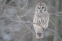 Barred Owl in Ontario, Canada