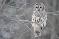 Barred Owl in Ontario, Canada