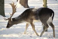 Fallow Deer in the winter coat