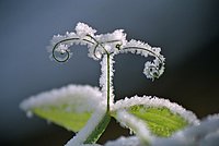The white snow encloses the cirrus