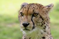 What a beautiful face this Cheetah possesses.