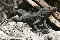 Black Spiny-tailed Iguana Female