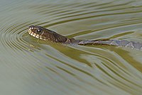 Northern Water Snake (Nerodia sipedon)