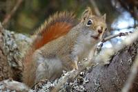 Pinie Squirrel - American Red Squirrel (Tamiasciurus hudsonicus)