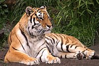 The Tiger lies there and observes its environment