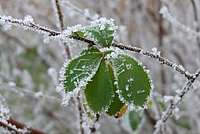 White Frost decorates the last green leaves