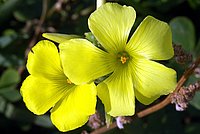 Bermuda Buttercup blooming