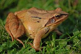 Common Frog in Close-up