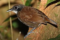 Bicolored Antbird
