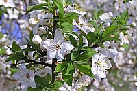 Sour cherry (Prunus cerasus)
