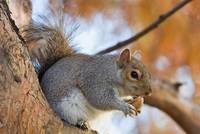 Eastern Gray Squirrel in winter