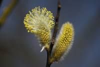 The Catkins begin to blossom out.