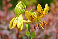 Lilium hansonii in Chanticleer Garden