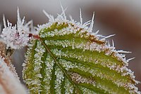 Soft Rime in close-up