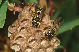 European Paper Wasps (Polistes dominula))