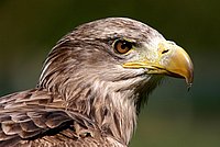 A young White-tailed Eagle already is an impressive feature, too.