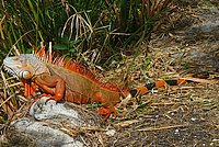 Iguana iguana - Green Iguana