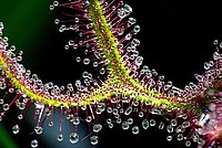 Close-up of Sundew