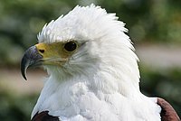 African Fish Eagle (Haliaeetus vocifer)