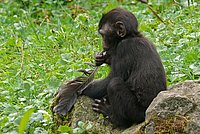 Celebes Crested Macaque Young One (Macaca nigra)