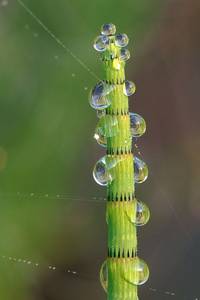 Dew in the morning on a water horsetail
