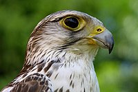 Falcon (Falco)