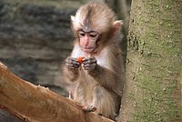 Young Japanese Macaque eating