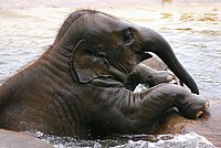 Elephant (Elephantidae)