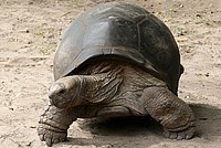 Aldabrachylis gigantea