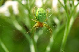 Cucumber Green Spider (Araniella cucurbitina)