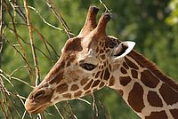 What this Giraffe will just think?