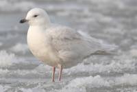 Iceland Gull in the icy water
