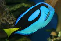 Palette Surgeonfish in bright colours