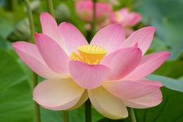 Indian Lotus blooming