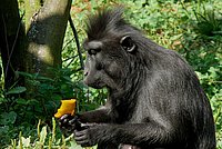Crested Black Macaque (Macaca nigra)