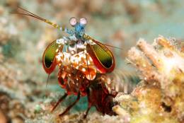 A Mantis Shrimp peers