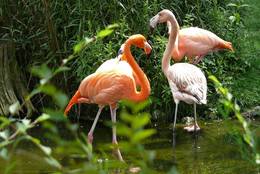 With the Flamingos the intensity of the colour depends from the species and the food
