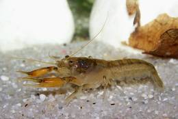 Young Louisiana Crawfish