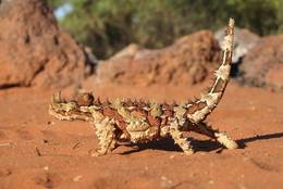 The so-called Thorny Devil is totally harmless and peaceful.
